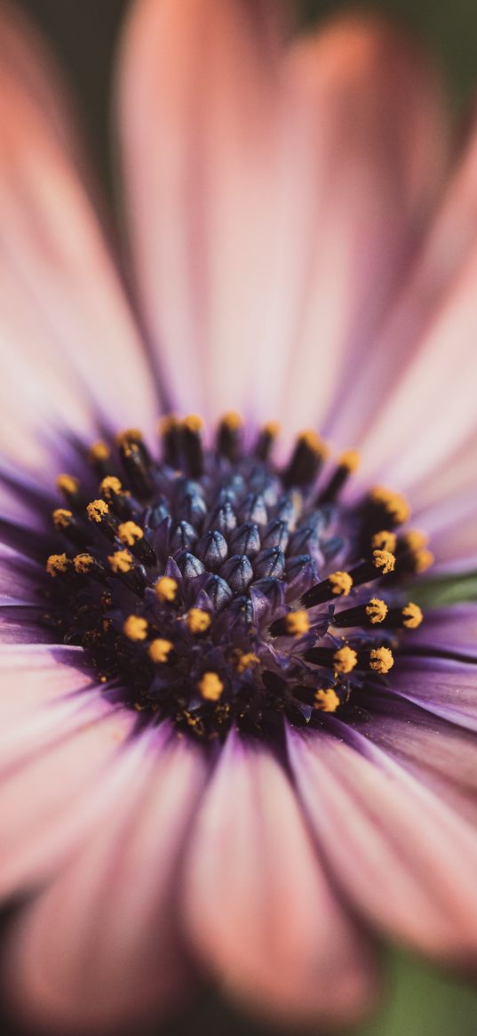 stamens, flower, petals, macro