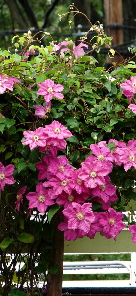 clematis, herbs, fence