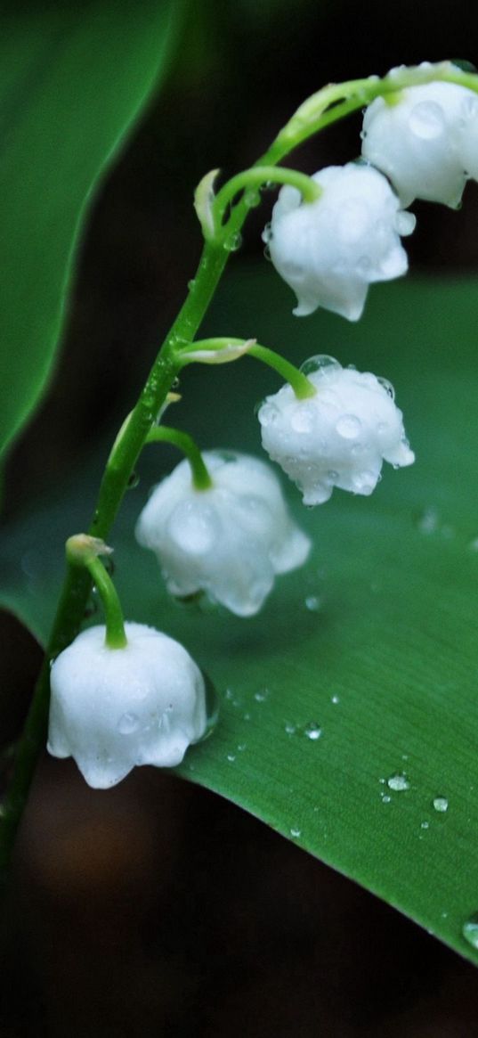 muguet, flower, green, white