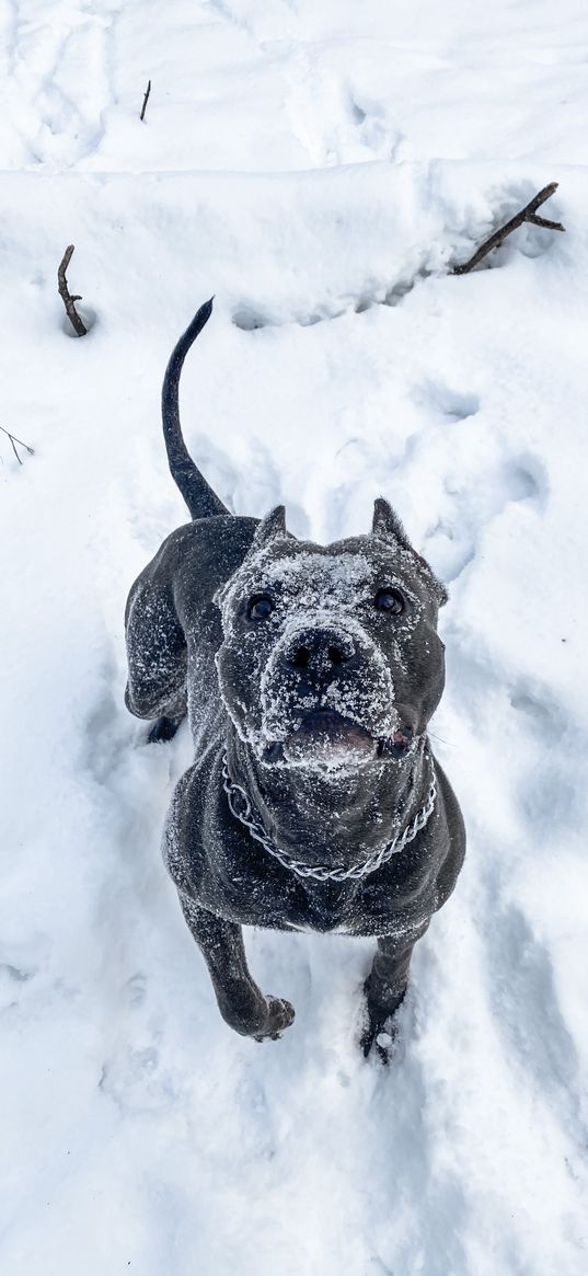 pitbull, dog, snow