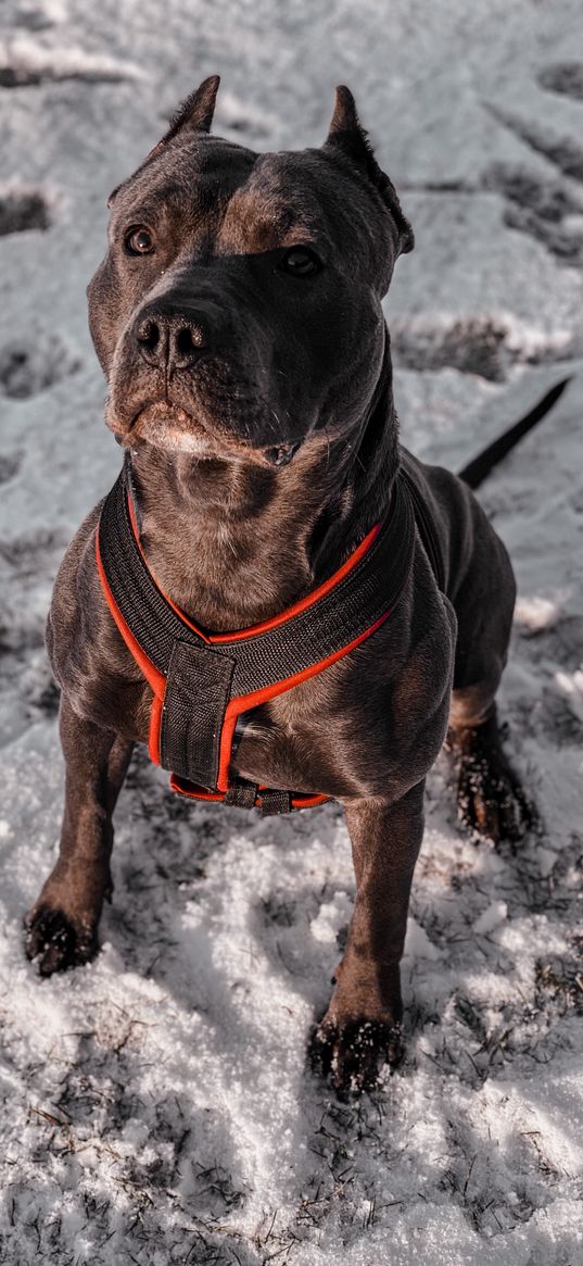 pitbull, animal, dog, snow, winter