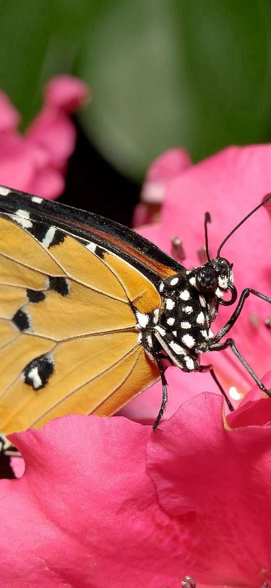 butterfly, flower, pink, bright