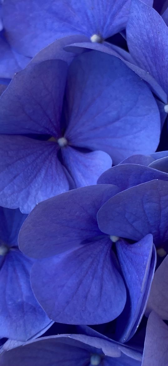 hydrangea, flowers, blue, purple, macro