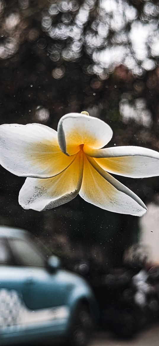 flower, flying, rain, raindrops, droplets, nature