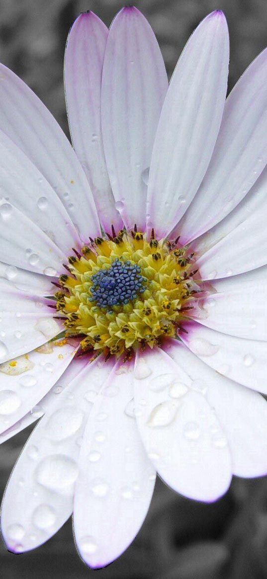 flower, white, striped, petals, beautiful