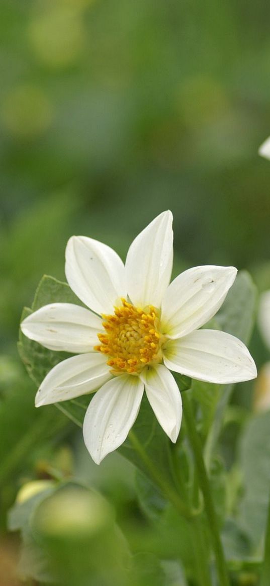 white, petals, china, garden