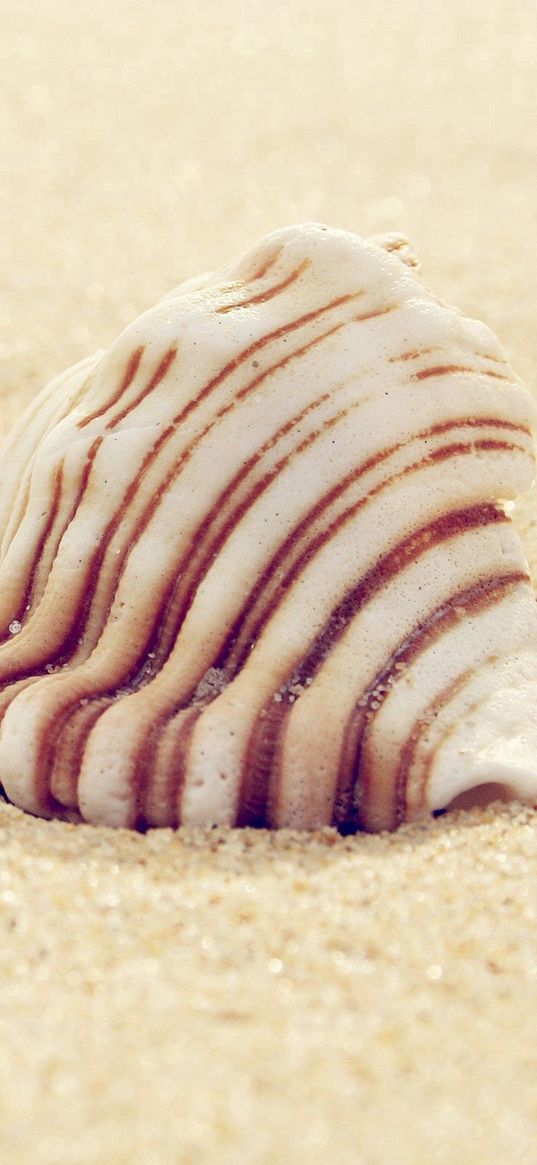 shell, striped, sand