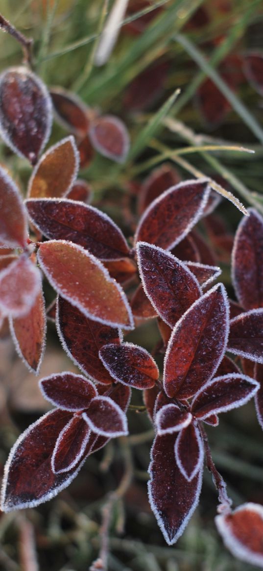 leaves, red, autumn, freeze