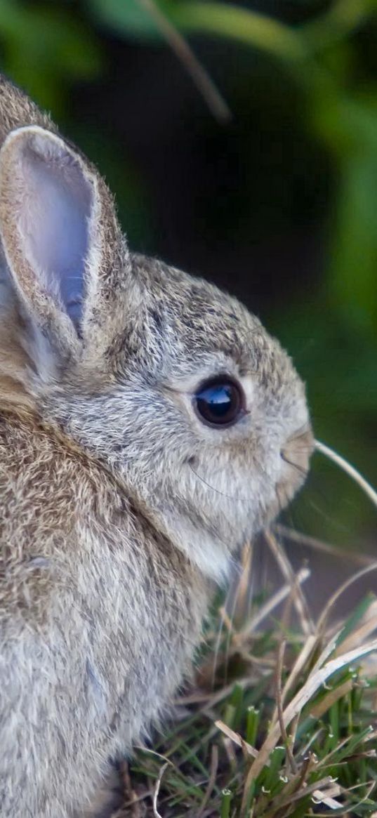 rabbit, hare, grass, funk