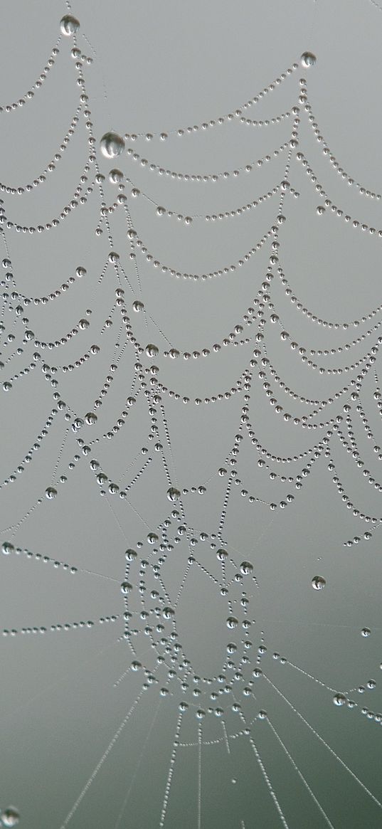 cobweb, drops, macro, grey