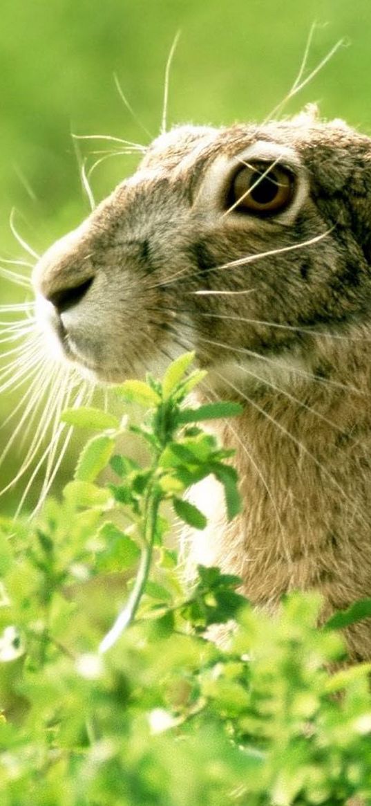 rabbit, grass, face, ears, light