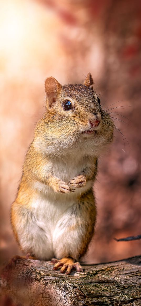 chipmunk, rodent, log, animal, wildlife