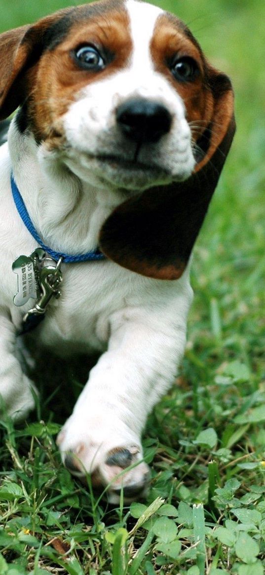 dog, ears, run, grass