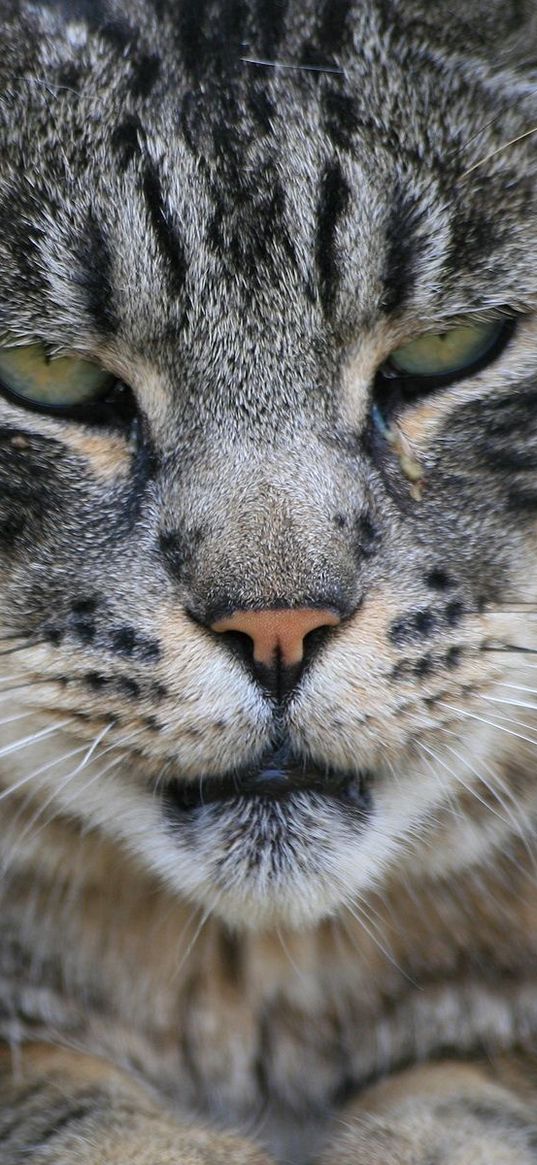 cat, face, striped, view, close-up