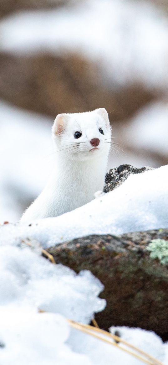 weasel, wildlife, snow, white