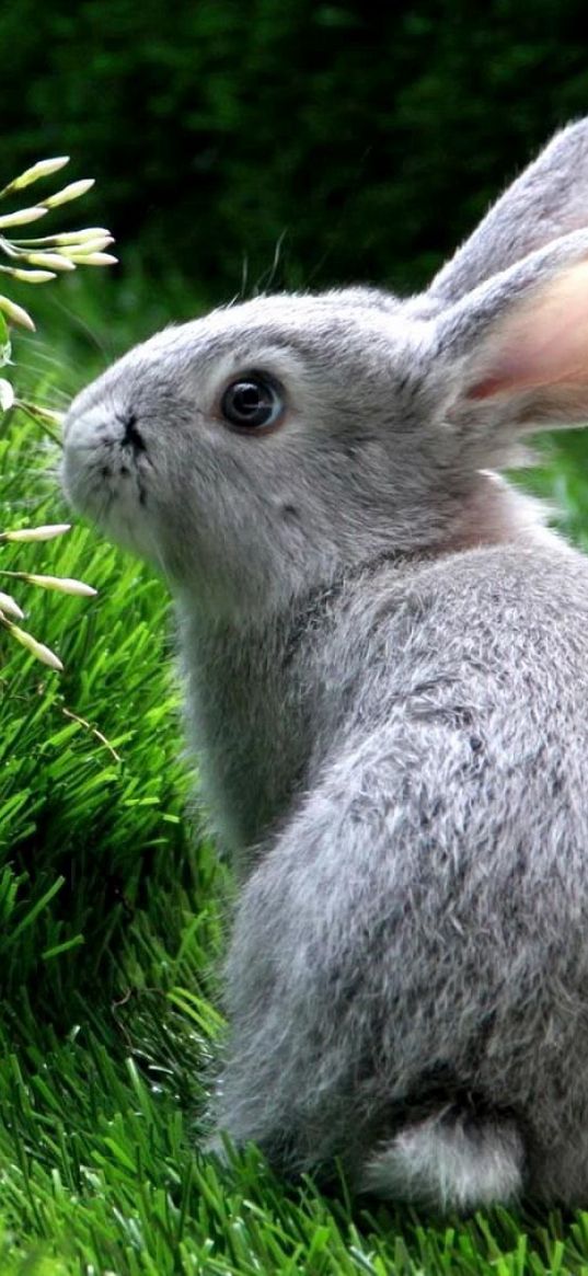 rabbit, hare, grass, climb