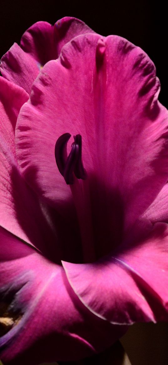 gladiolus, flower, petals, macro