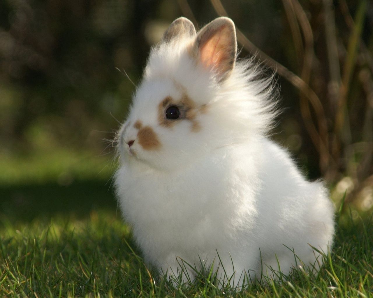 rabbit, decorative, mottled, fluffy