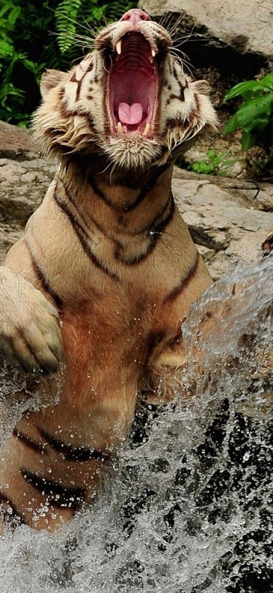 tiger, water, spray, grin, jump, rocks