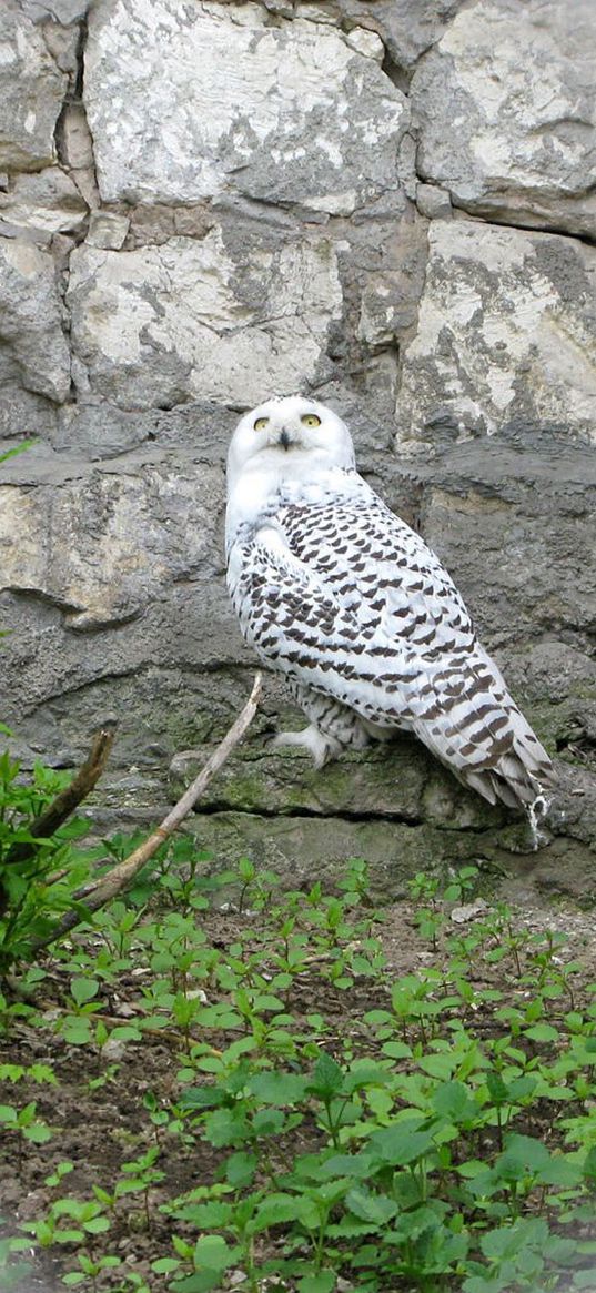 owl, grass, rocks, bird, predator