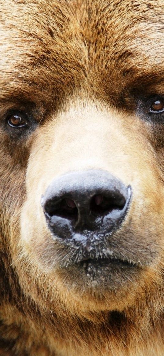 bear, muzzle, brown, close-up