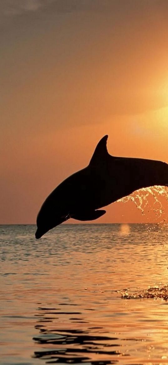 dolphins, jump, couple, sunset, sea