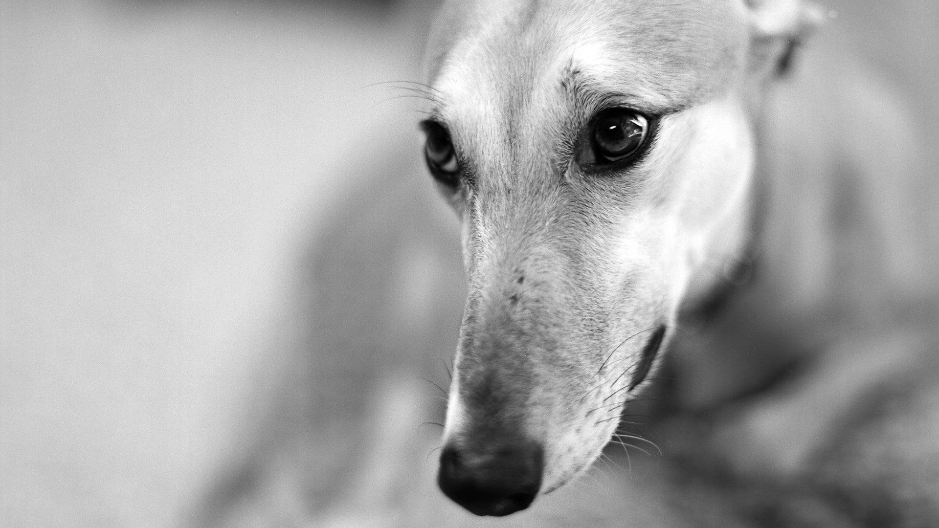 dog, muzzle, nose, blurred, black white