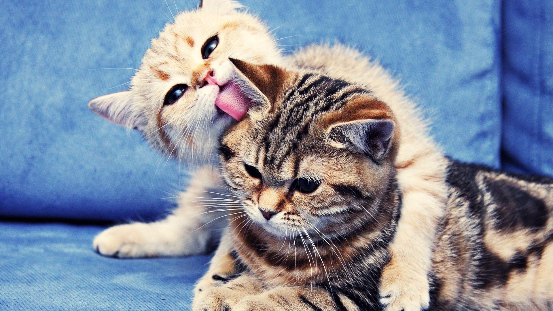 kittens, couple, caring, licking, striped, lie