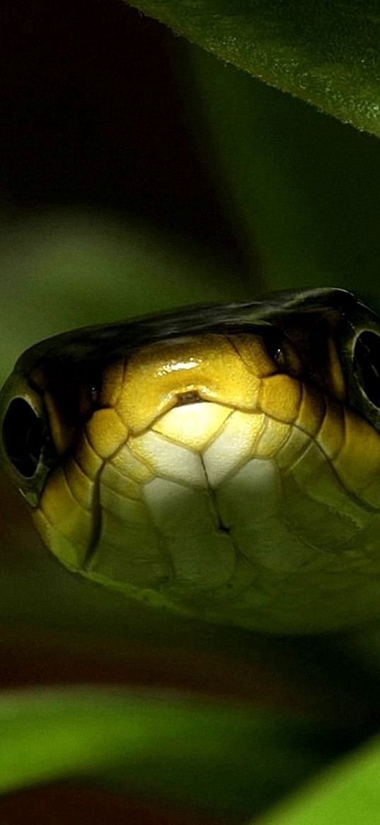 snake, muzzle, leaves, shade