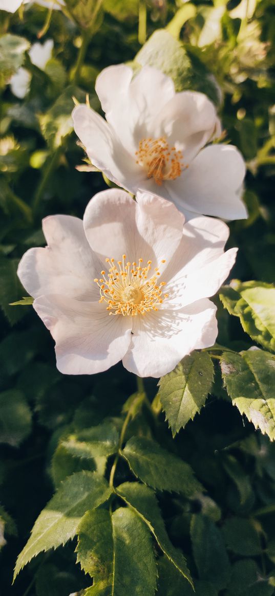 rosehip, flowers, white, petals, plant, nature