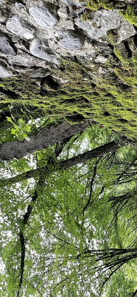 wall, brick, stone, moss, old, trees, road, forest, nature