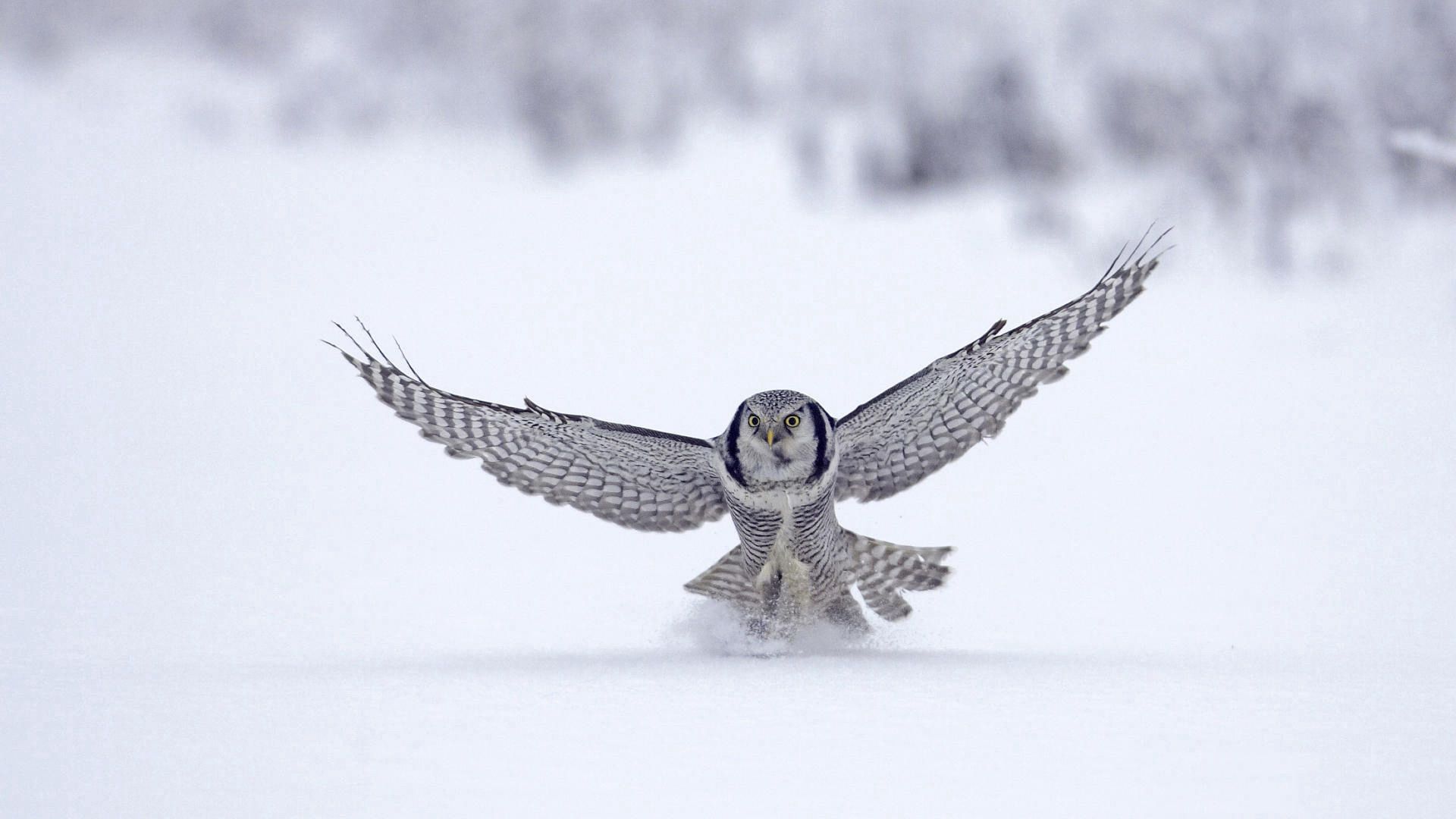 owl, wings, flap, snow