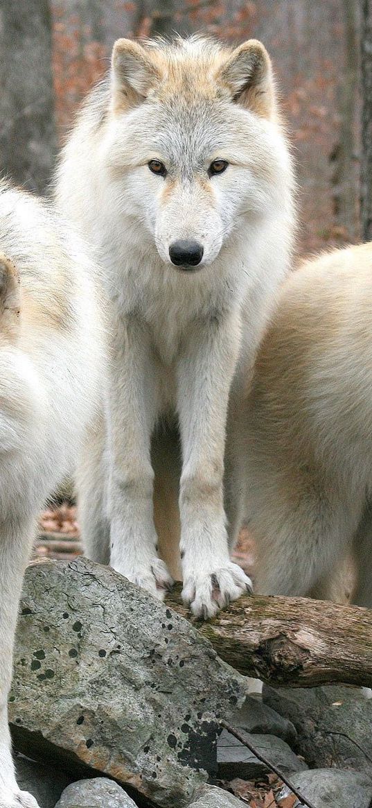 wolves, three, trees, leaves, autumn