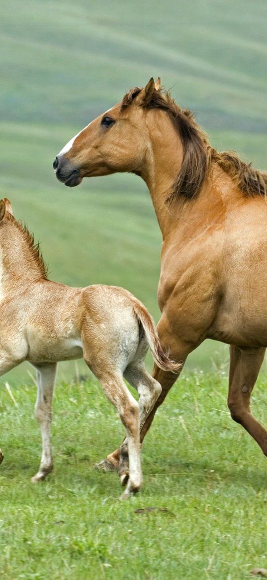 horse, stallion, herbs, couple, walking, family