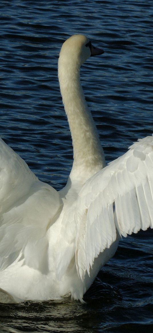 swans, couple, wings, water, swimming, swing