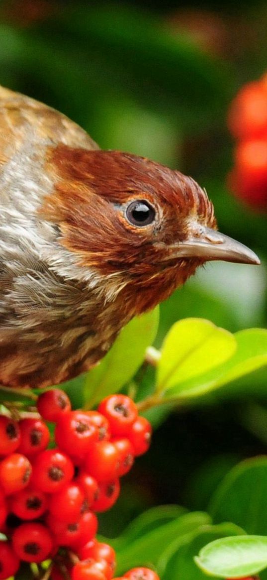 bird, mountain ash, sparrow, flowers, branches