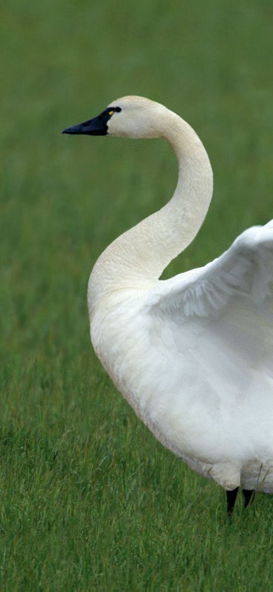 swan, grass, babies, family