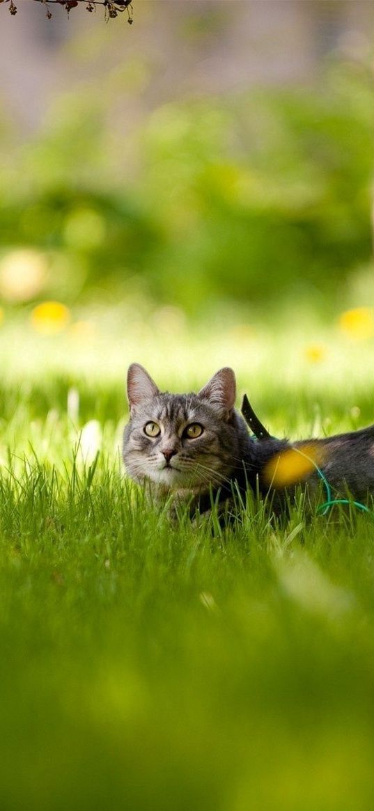 cat, grass, lie down, waiting