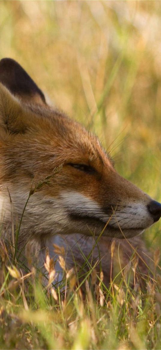 fox, grass, lie down, face