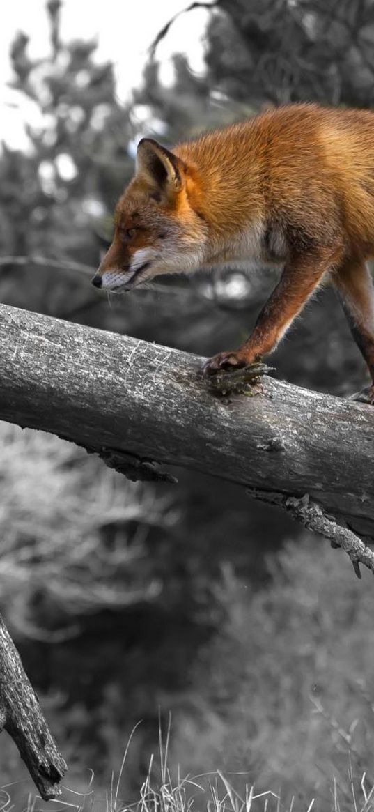 fox, walking, wood