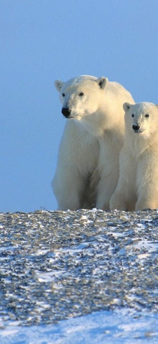 bears, polar bears, family, snow