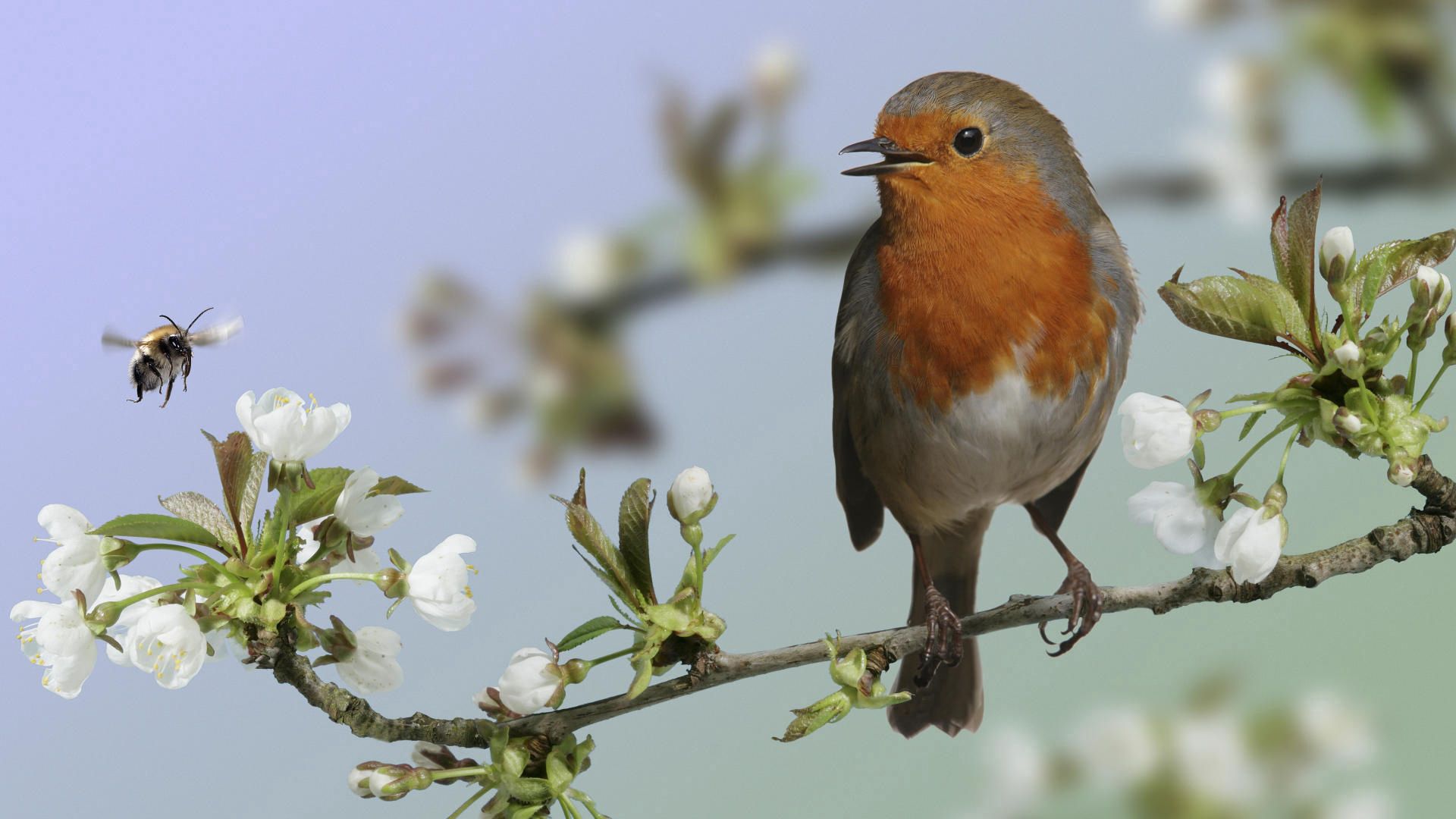 bird, exotic, branch, flower, bloom