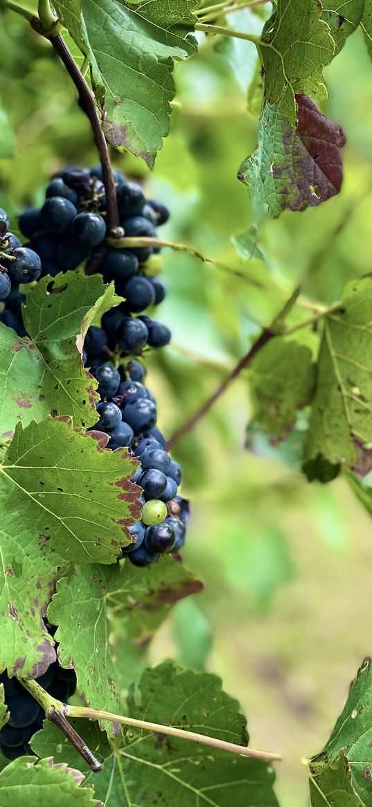 grapes, nature, leaves, black, bunches, berries