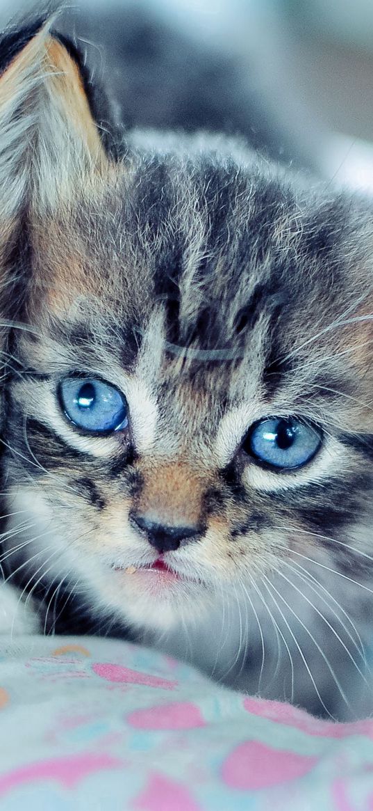 kittens, couple, blue-eyed