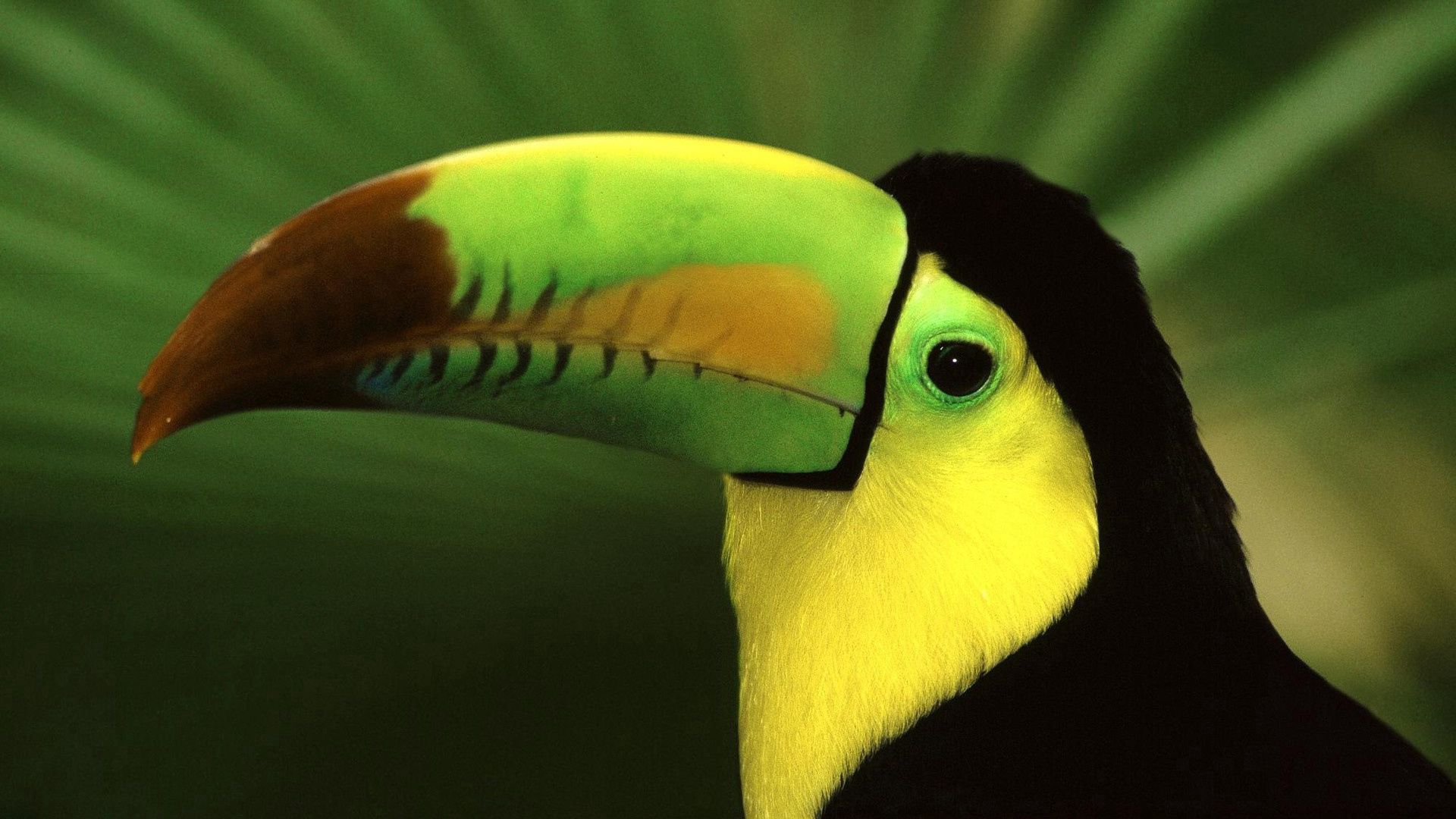 bird, toucan, beak, color, exotic