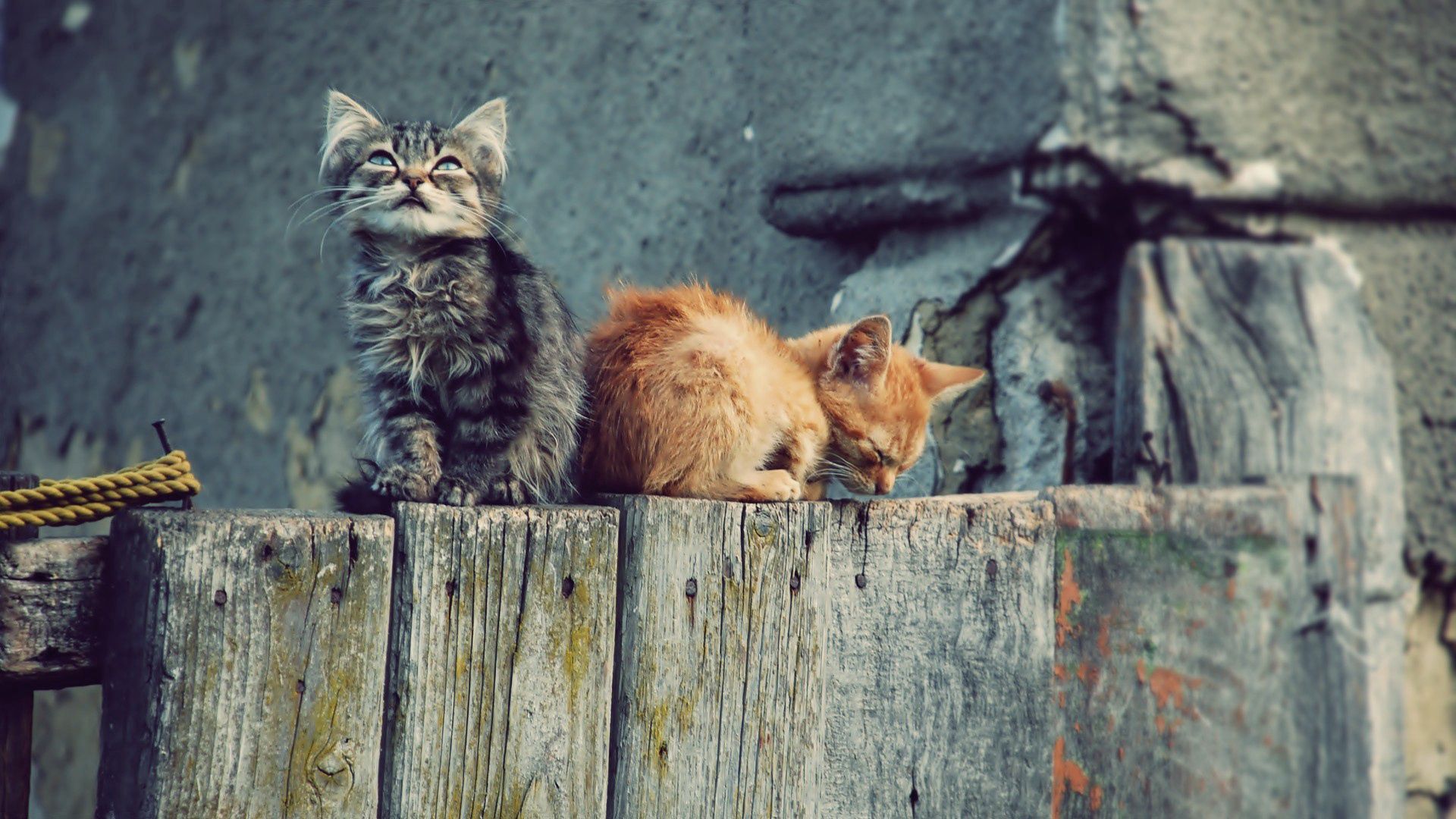 kittens, couple, tree stump, playful