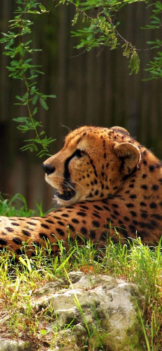 cheetah, spotted, grass, big cat