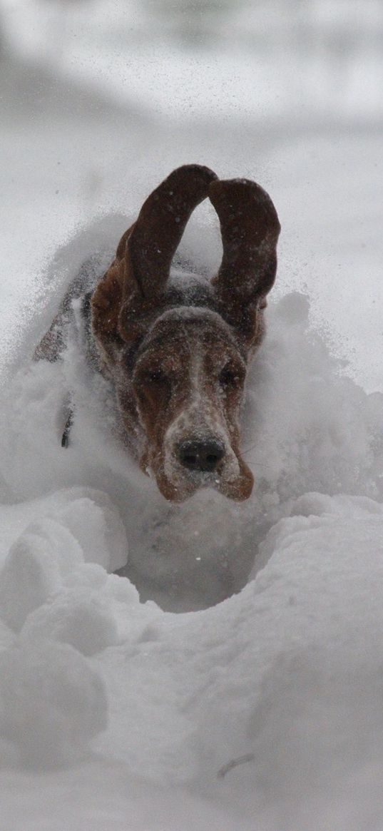 dog, snow, ears, run, winter