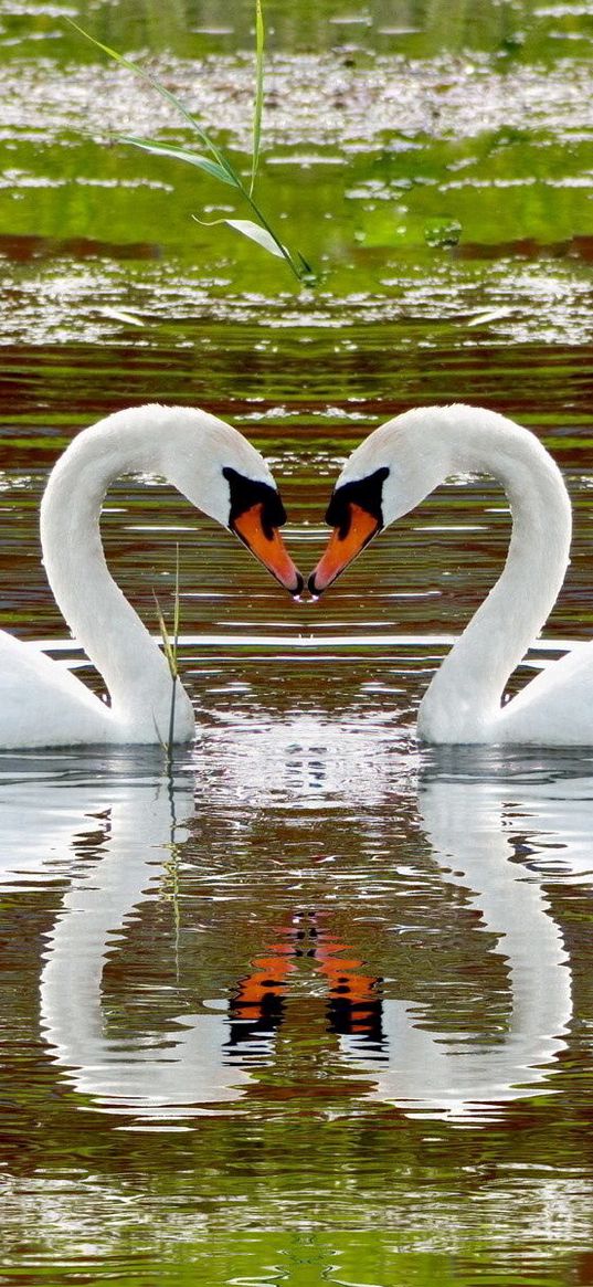 swan, lake, swim, steam, fidelity, reflection, heart