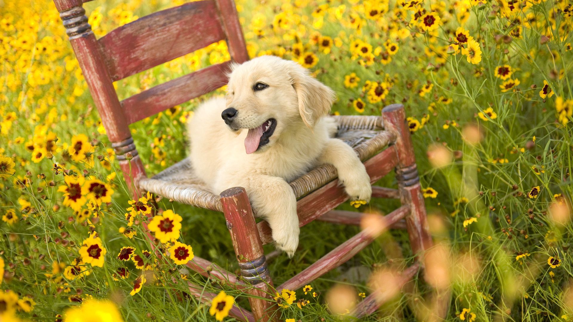 dog, chair, lying, flowers